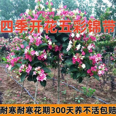 【买一发三】五彩锦带四季开花驱蚊庭院树苗红锦带阳台盆栽耐寒热