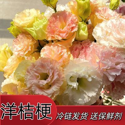 洋桔梗无刺玫瑰多色水培鲜花混搭云南基地直发室内办公室装饰摆件