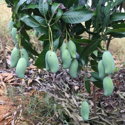 正宗广西百色田东桂七香芒高山老树原生花皮果甜应季现摘热带水果