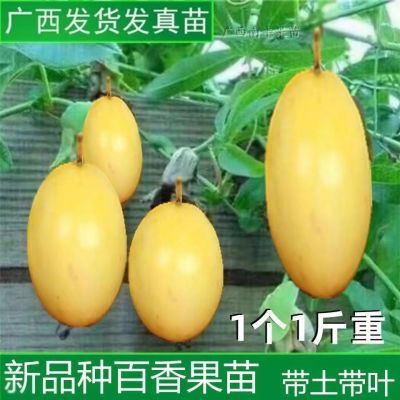 新品种台湾金蜜百香果苗甜蜜蜜百香果苗四季可种盆栽地栽庭院阳台