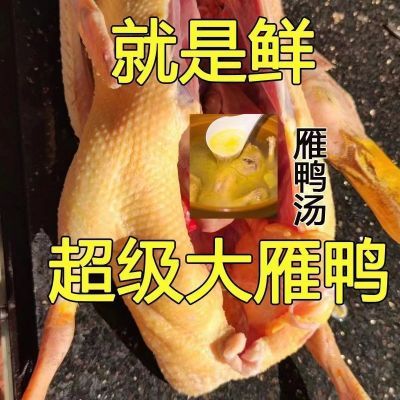 【散养老鸭】新鲜鸭农家现杀鸭子整只鸭麻鸭土鸭水鸭雁鸭坏了包赔