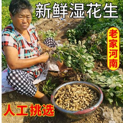 2024年河南新鲜带壳湿花生农家种植红粉皮花生带泥新鲜花生可水煮