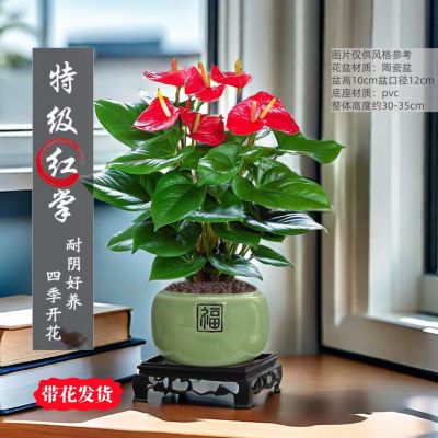 【带花发货】红掌鸿运绿植室内净化空气四季开花办公桌面一帆风顺