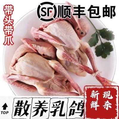 真乳鸽带头带爪新鲜冰鲜乳鸽煲汤滋补土鸽农家散养乳鸽肉新鲜乳鸽