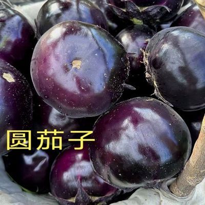 【批发价】圆茄子新鲜蔬菜当季现摘现发纯天然整箱批发紫色圆茄子