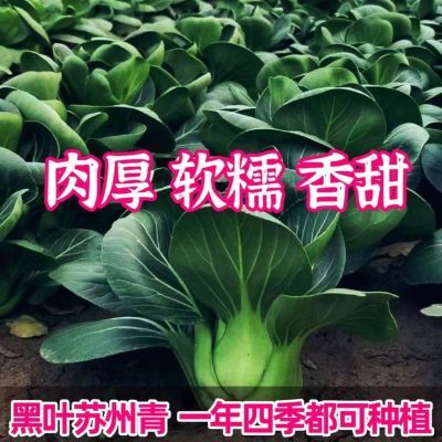 苏州青种子黑叶矮脚青梗菜黑大头上海青超甜脆好吃秋冬季农家菜种