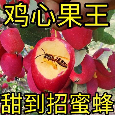 10斤超甜】东北特产鸡心果新鲜锦绣海棠果花牛当季小苹果批发价