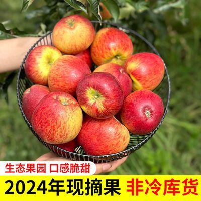 樱桃小苹果云南高原生态种植时令水果鲜果脆甜爽口新鲜现摘小苹果