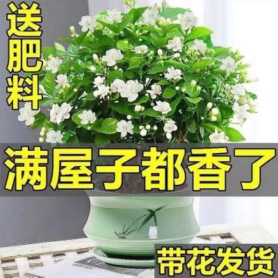 带花苞重瓣茉莉花苗盆栽室内绿植阳台花卉盆景驱蚊驱虫好养浓香型