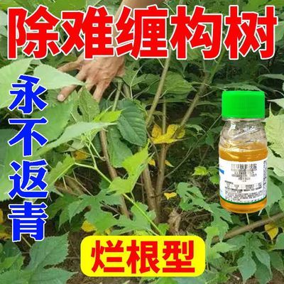 构树强力专杀配方藤蔓专杀开荒连根死草甘膦除草剂正品农药批发价