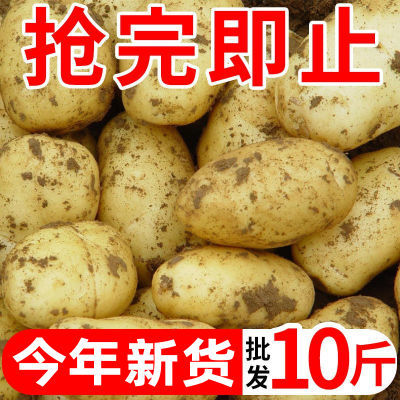 【已拼100万+】黄皮土豆10斤批发新鲜蔬菜现挖马铃薯洋芋1/5斤