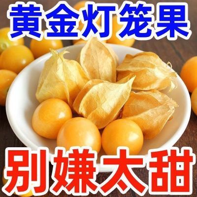 【鲜摘】东北黄金菇娘果灯笼果黄洋姑娘超香甜东北特产新鲜水果