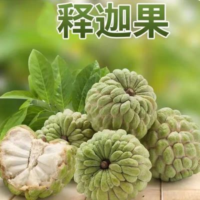 新鲜番荔枝果林檎果树果释迦果香甜(广东省包邮)