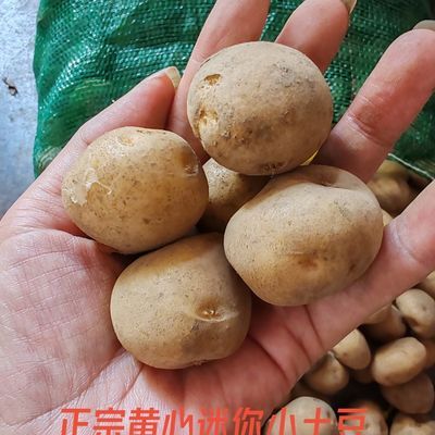 云南昭通土豆现挖现发新鲜黄心土豆农家当季蔬菜迷你纯天然