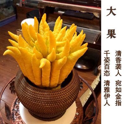 新鲜云南佛手果金佛手水培食用正宗鲜果可食用客厅办公室绿植水果