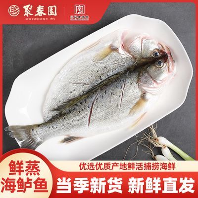 聚春园海名威鲜蒸鲈鱼深水慢样半野生加热即食三去方便简单易烹饪