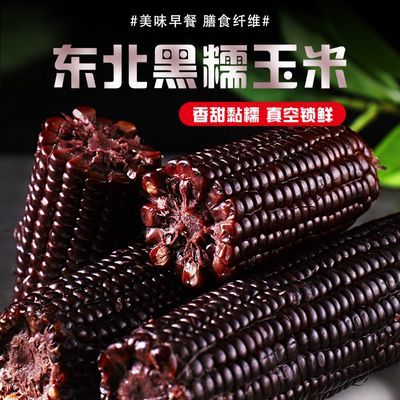 杨嘉庆 东北黑糯玉米 减脂包邮 新鲜甜糯 200g  一箱10支