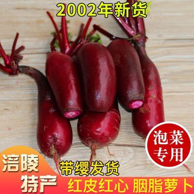 四川特产自种红皮萝卜新鲜现摘白肉水萝卜泡菜腌制胭脂萝卜5斤1斤