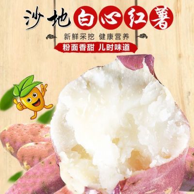 【新鲜现挖】正宗白心板栗薯新鲜粉糯香甜红皮白心蜜薯当季牛奶