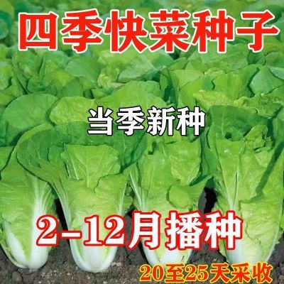 20天速生快菜四季奶油小白菜鲜嫩阳台小院高产耐热耐寒抗病蔬菜茽