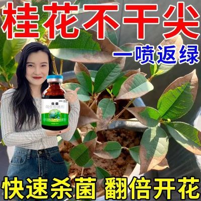 桂花叶子干尖焦尖【急救液】专用药桂树叶斑病黑斑病黄叶病通用型