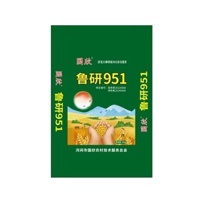 国审鲁研951超高产小麦种子矮杆大穗小麦种批发农科院原装新品