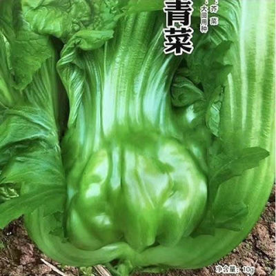 厚肉瓜娃青菜种子 秋冬播晚熟宽柄大叶芥菜籽 肉厚适合鲜食泡腌制