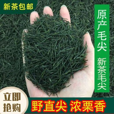 新茶毛尖2024浓香型耐泡明前信阳高山手工茶叶嫩芽绿茶500
