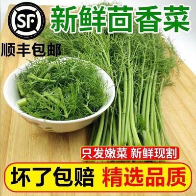 新鲜茴香菜头茬顺丰包邮山东菜现割现发绿色食用蔬菜批发价包饺子