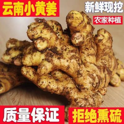 【云南正宗小黄姜】作料姜姜生姜月子姜小黄姜火锅凉拌生吃批发