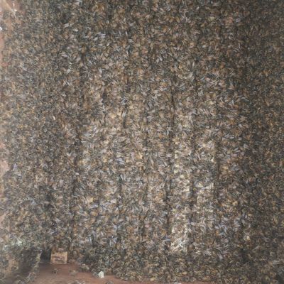 意蜂蜜蜂低价便宜处理授粉蜂蜂王蜂种宠物蜂笼蜂意大利蜂高产王活