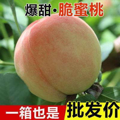 【果园现摘】新鲜脆甜原产地新鲜水果应季高山毛桃脆桃