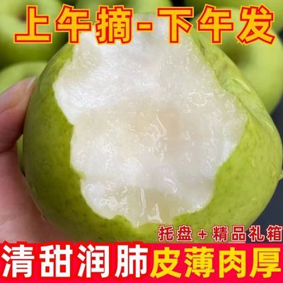 【苏翠一号】纯甜大果梨子青皮梨薄皮摘现发青皮特级脆梨非皇冠梨