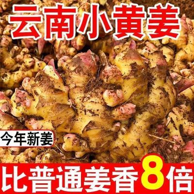 已售600万+】云南小黄姜新鲜现挖生姜特级月子姜整箱蔬菜批发嫩姜