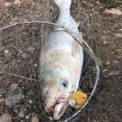 万向翻板飞钩新款海杆鲢鳙专用钩海夕硬线八爪方块海竿万向翻板钩