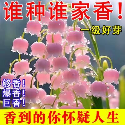 【已催芽】铃兰带芽花苗浓香型多年生花卉四季开花耐寒室内好养