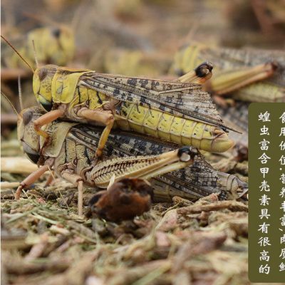 新鲜蚂蚱东亚飞蝗虫蚱蜢草蜢油蚂蚱小蚂蚱冷冻发货非活体