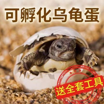 孵化乌龟蛋儿童新手家养受精孵化实验中华草龟蛋可孵化乌龟蛋宠龟