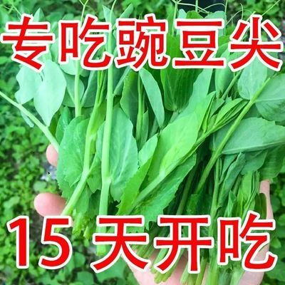 无须豌豆尖种子四季易种阳台盆栽豌豆苗种子芽苗菜春秋播蔬菜种子