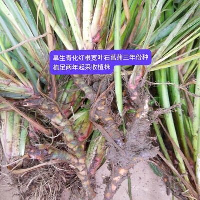 红根种植石菖蒲2~3年份寸根苗抗旱防涝宜四季亩产植株100株起包邮