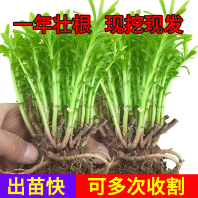 新鲜高钙养心菜费菜救心菜食用蔬菜野菜产地现摘现发青菜叶菜类