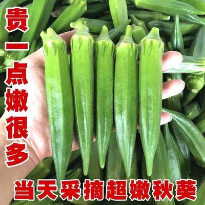 苏北农家露天秋葵新鲜羊角豆水果嫩黄秋葵洋辣椒蔬菜现摘现发