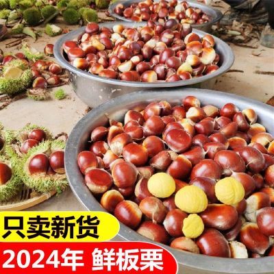 2024年云南新鲜板栗当季新鲜现摘生板栗毛栗子正宗油栗即食非迁西