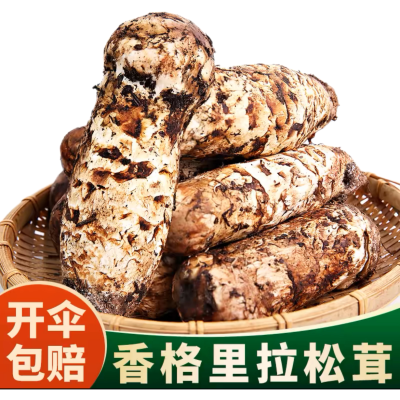 松茸野生新鲜现货2024云南香格里拉产地直发美味新鲜