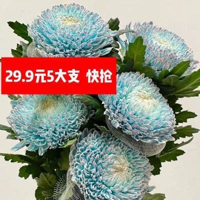 青花瓷牡丹菊(5支28.9)直发鲜切花室内鲜花植物