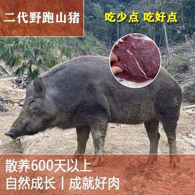 原生态现杀野山猪二代山猪跑山猪农家香猪土猪带带皮排骨腩五花肉