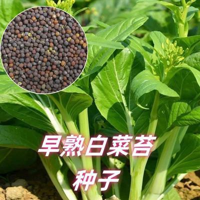 四季早熟白菜苔种子奶油白菜苔种籽可多次采收高产四季白菜苔X3