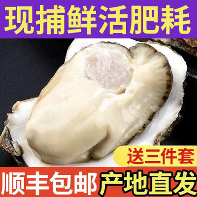 顺丰包邮原产地生鲜直发鲜活牡蛎新鲜活生蚝带壳贝类海鲜水产整箱