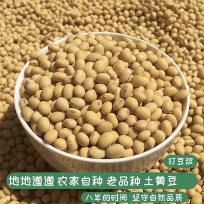 农家自种笨黄豆 非转基因 当季产新豆 高蛋白可做豆腐 豆浆 