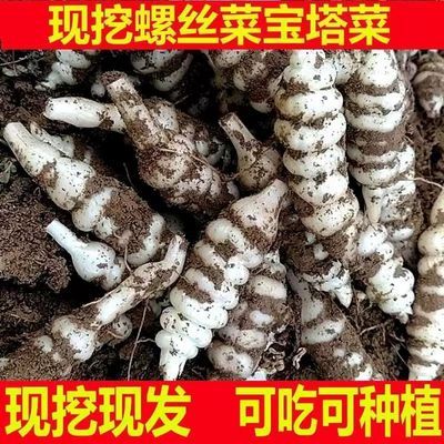 现挖宝塔菜地环新鲜螺丝菜地葫芦小地雷菜地牯牛地梨儿地溜子芋环